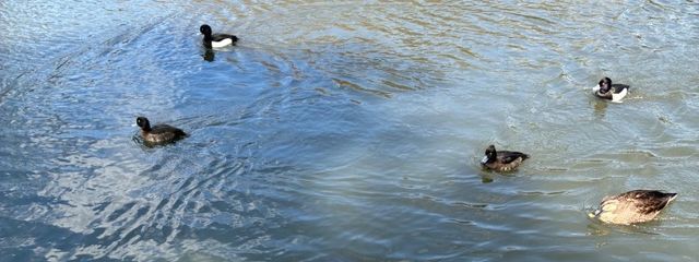 木宮薫さんの壁紙画像