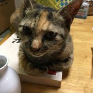 こつよさんのアイコン画像