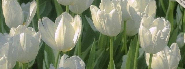 uu/kkさんの壁紙画像