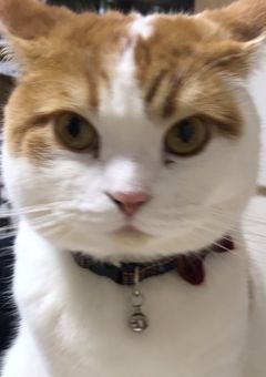 ミヌーの独り言
