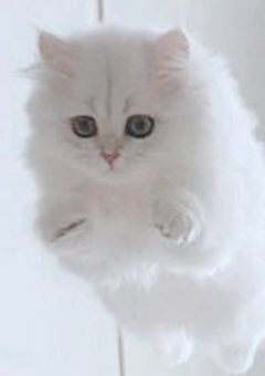 ꒰ 𝕗𝕣𝕚𝕖𝕟𝕕 ꒱