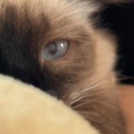 微少女さんのアイコン画像