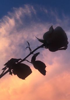 スノの人気は私が貰うから！