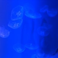 すみっこさんのアイコン画像