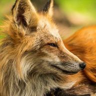 こんฅ^•ﻌ•^ฅさんのアイコン画像