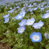 凛花🎲🐤🐱さんのアイコン画像