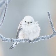 雪だるま⁷₍⁽՚ᵕ՝⁾₎₇さんのアイコン画像