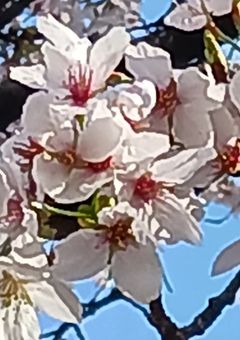 参加型のオリキャラ設定