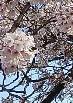 イラスト部屋？