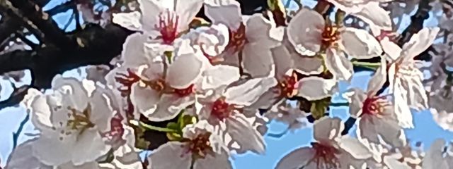 主食が鳥とさくらんぼさんの壁紙画像