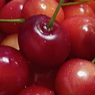 主食が鳥とさくらんぼさんのアイコン画像