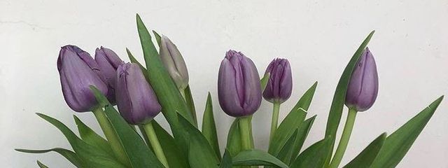 sahoさんの壁紙画像