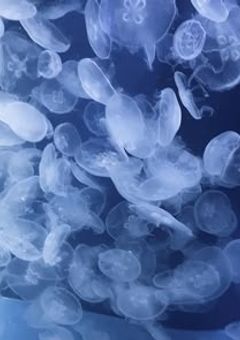 私に塩対応な兄、他の人には砂糖らしいです【青】