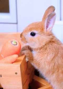 その笑顔が見たいだけ【休載】