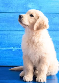 青色キャンディー【休載】