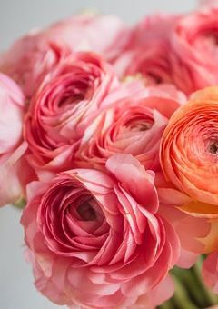 リクエストBOX・アンケート専用