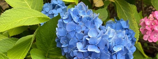 　風璃 氷翠さんの壁紙画像