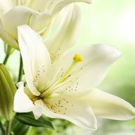 ユリさんのアイコン画像