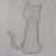 猫好きのもっちさんのアイコン画像
