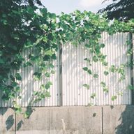 Lumiereさんのアイコン画像