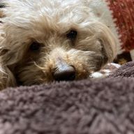 ルカさんのアイコン画像