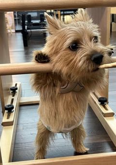 アイドルとファン