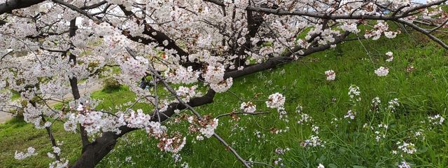 len 🦢さんの壁紙画像