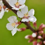 推しが今日も尊いさんのアイコン画像