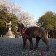 youponさんのアイコン画像