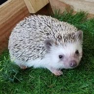 ハリネズミさんのアイコン画像