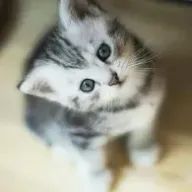 智子さんのアイコン画像