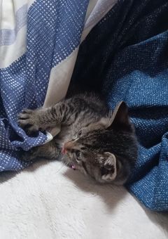 ☪︎夕兎璃の雑談部屋