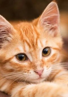 こーじが猫になっちゃった？！