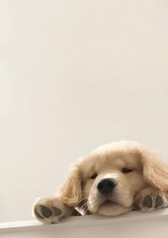 すんワールド 🐶×？？ 短編集