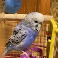 ことねさんのアイコン画像