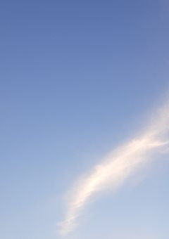 お姉ちゃん→猫🐱→お姉ちゃん