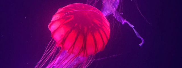 音病 楓 花優🌺🖤🩷(🔪⛄️🖤)のサブ垢さんの壁紙画像