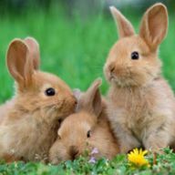 コロッケさんのアイコン画像