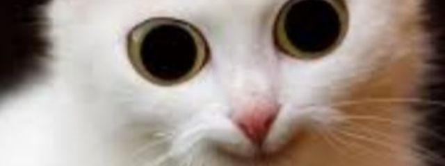 ニンニク玉ねぎさんの壁紙画像