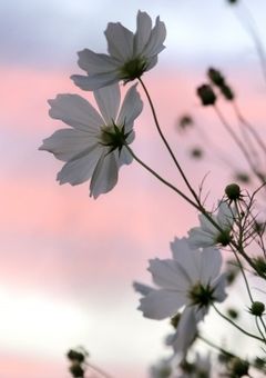 江口拓也は先輩を彼女にしたいが為に口説いてみせます。