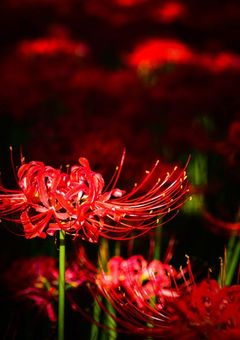 Spider lily