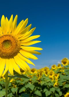 オレが好きな人