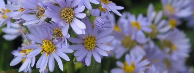 まとんさんの壁紙画像