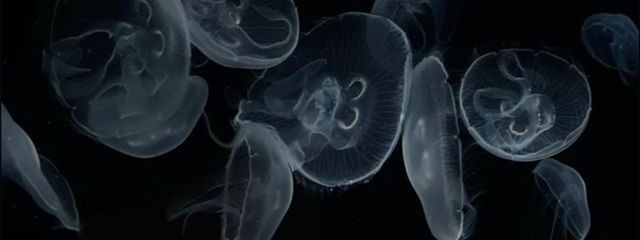  り な　。さんの壁紙画像