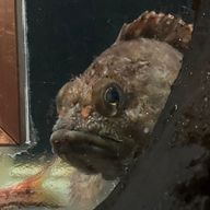 つっとんけんさんのアイコン画像