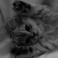 𝒜𝓎さんのアイコン画像