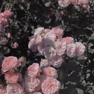 ぬーさんのアイコン画像