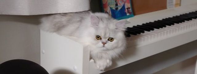 yukiさんの壁紙画像