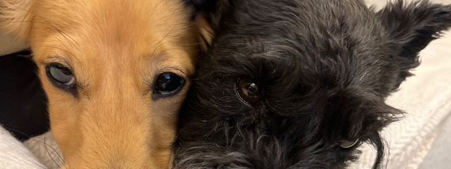 しゅなさんの壁紙画像