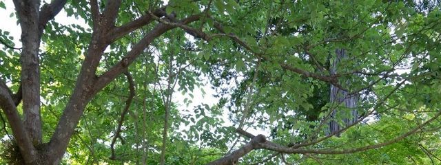 こうさんの壁紙画像